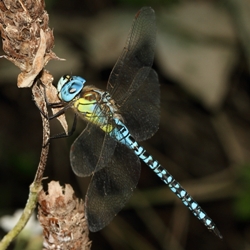 Aeshna affinis
